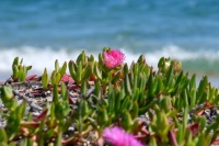 Sardinia Beach Flowers