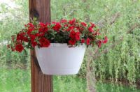 Red Million Bells