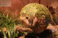 Kakapo, flightless parrot of New Zealand