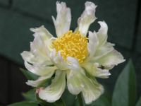 Green Lotus Peony with helper ant