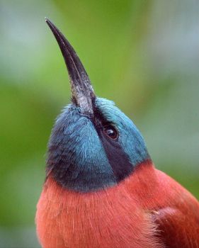 Northern Carmine Bee-eater photo by Mike Wilson
