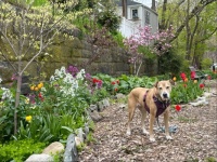 Ruby on the Clipper City Rail Trail, Newburyport