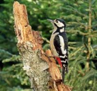 Grote bonte specht ~ Great spotted woodpecker