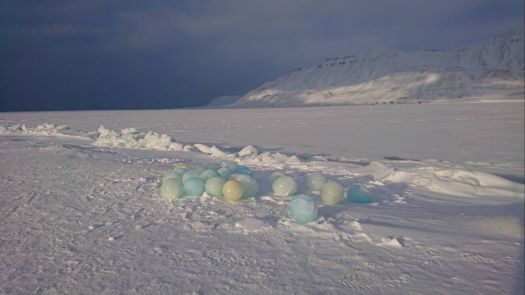 Penguin eggs?