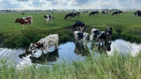 Een warme Hollandse dag  en de koeien zoeken verkoeling in het water