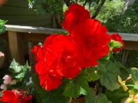 Begonias on the deck