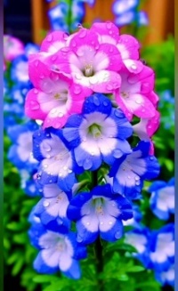 Beautiful Flowers
