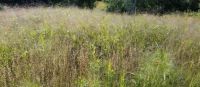 Grasses in the early fall