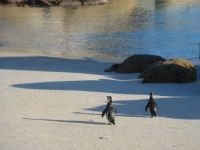 Penguins out for a morning stroll