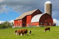 Red Barns, Silo, and MOO!....☺