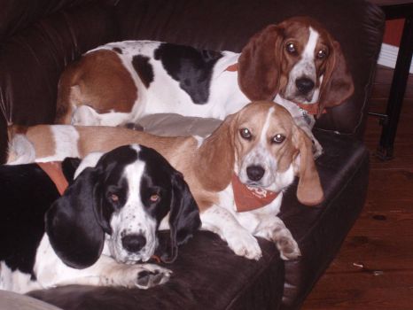 Bunch of Bassets