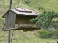 Bird Feeding