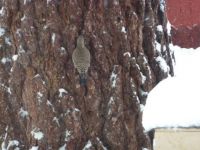 A bird or a pinecone?