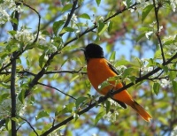oriole