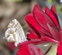 Tiny blue butterfly