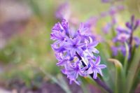 Hyacinth (AprP46)