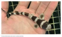 Newly Hatched Bamboo Shark