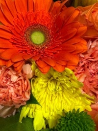 Gerbera and friends