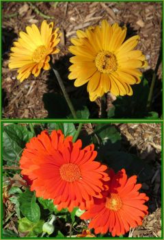 Gerberas with Aust. Native Bees..