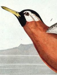 RED PHALAROPE
