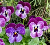 Little Pansies popping up everywhere!!