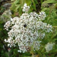 QUEEN ANNE'S LACE