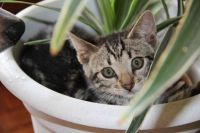 Flower pots are perfect hiding places for kittens