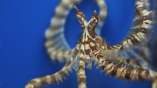 wunderpus-octopus