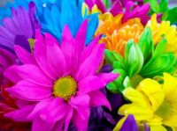 Bold Flowers