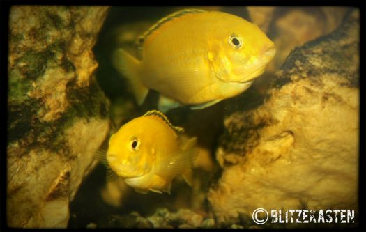 Yellow Fish Couple