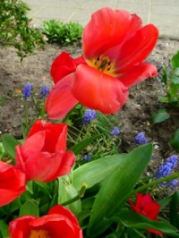 Red tulips - in the wind!
