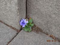 Flower from the concrete