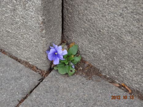 Flower from the concrete