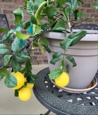Do You Like Lemons?