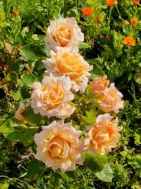 Fleurs de Passan Pen