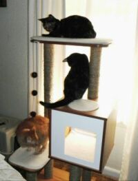 Pixie, Ruby, and Minky on their new cat tree.