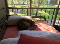 Kitty nap
