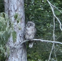 Barred Owl