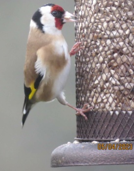 Solve Goldfinch sneaking in for a feed jigsaw puzzle online with 80 pieces