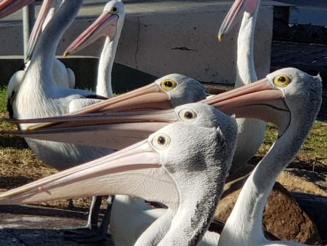 Pelicans at Laurieton