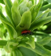 Chřestovn&iacute;ček liliov&yacute; (lilioceris lilii)