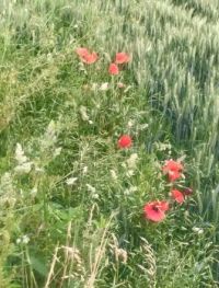Poppies, barley and grasses