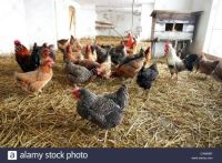 resplendent-village-chickens-in-the-barn-CW6M8F