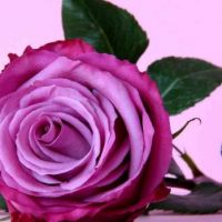 Single Purple Rose