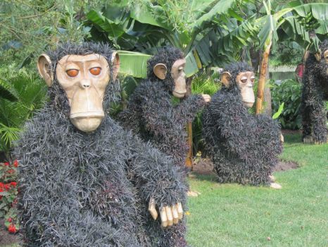 Grass Chimps
