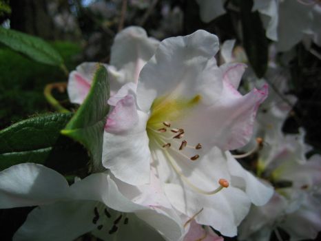 Solve Rhododendron ' Elsie Frye' jigsaw puzzle online with 108 pieces