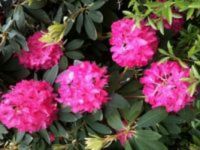 rhodo