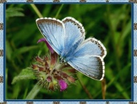Chalkhill Blues