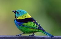 Green-headed-Tanager1