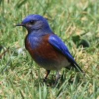 Western Bluebird, San Dieguito County Park, Solana Beach, California